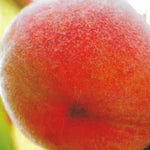 Carica immagine nel visualizzatore Galleria, PESCA MARIA BIANCA - Prunus persica
