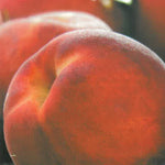 Carica immagine nel visualizzatore Galleria, PESCA MICHELINI - Prunus persica
