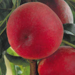 Carica immagine nel visualizzatore Galleria, PESCA ROYAL TIME - Prunus persica
