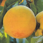 Carica immagine nel visualizzatore Galleria, PESCA PERCOCA CARSON - Prunus persica
