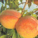 Carica immagine nel visualizzatore Galleria, PESCA PERCOCA BABY GOLD 5 - Prunus persica
