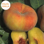 Carica immagine nel visualizzatore Galleria, PESCA PIATTA PLATICARPA - Prunus persica
