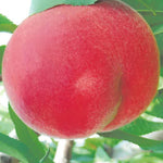 Carica immagine nel visualizzatore Galleria, PESCA SPRINGTIME - Prunus persica
