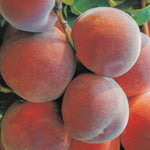 Carica immagine nel visualizzatore Galleria, PESCA RED CALL - Prunus persica

