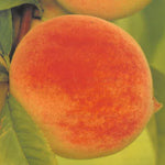 Carica immagine nel visualizzatore Galleria, PESCA PIATTA REDHAVEN - Prunus persica
