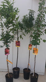 Carica immagine nel visualizzatore Galleria, PESCA PERCOCA CARSON - Prunus persica
