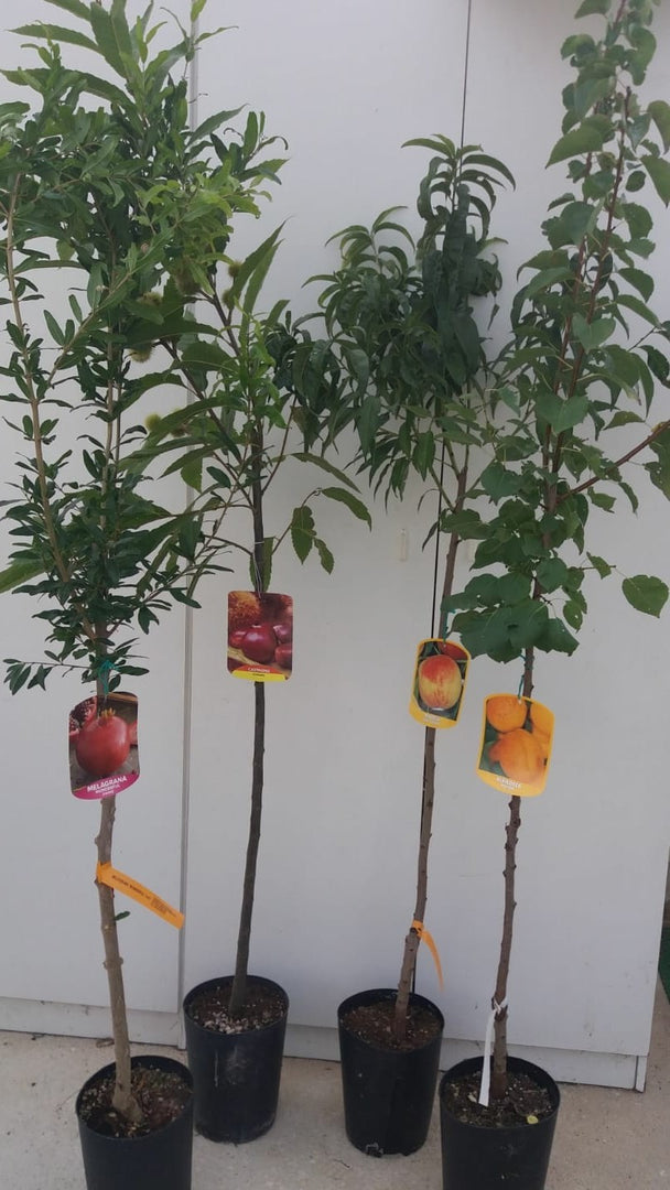 PESCA PERCOCA CARSON - Prunus persica