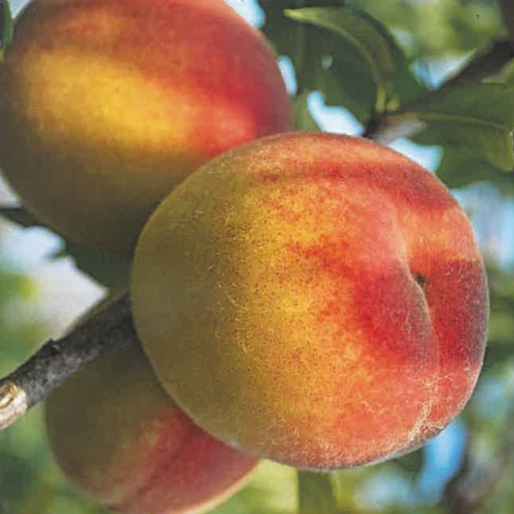 PESCA FIOR DI MAGGIO - Prunus persica