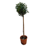 Carica immagine nel visualizzatore Galleria, PHOTINIA  ALBERELLO - Photinia × fraseri ‘Red Robin’
