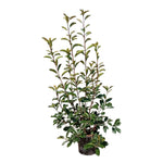Carica immagine nel visualizzatore Galleria, PHOTINIA RED ROBIN

