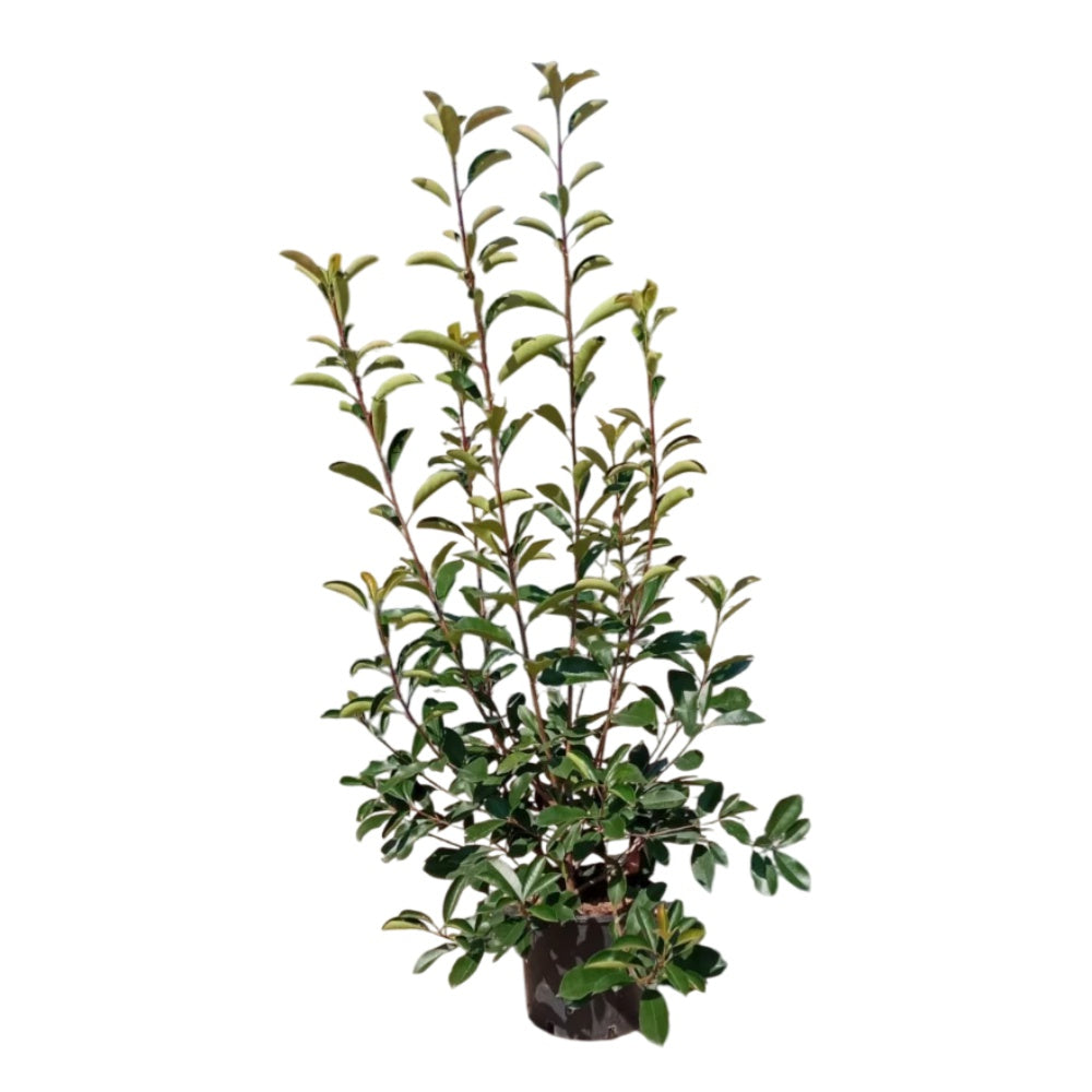 PHOTINIA RED ROBIN