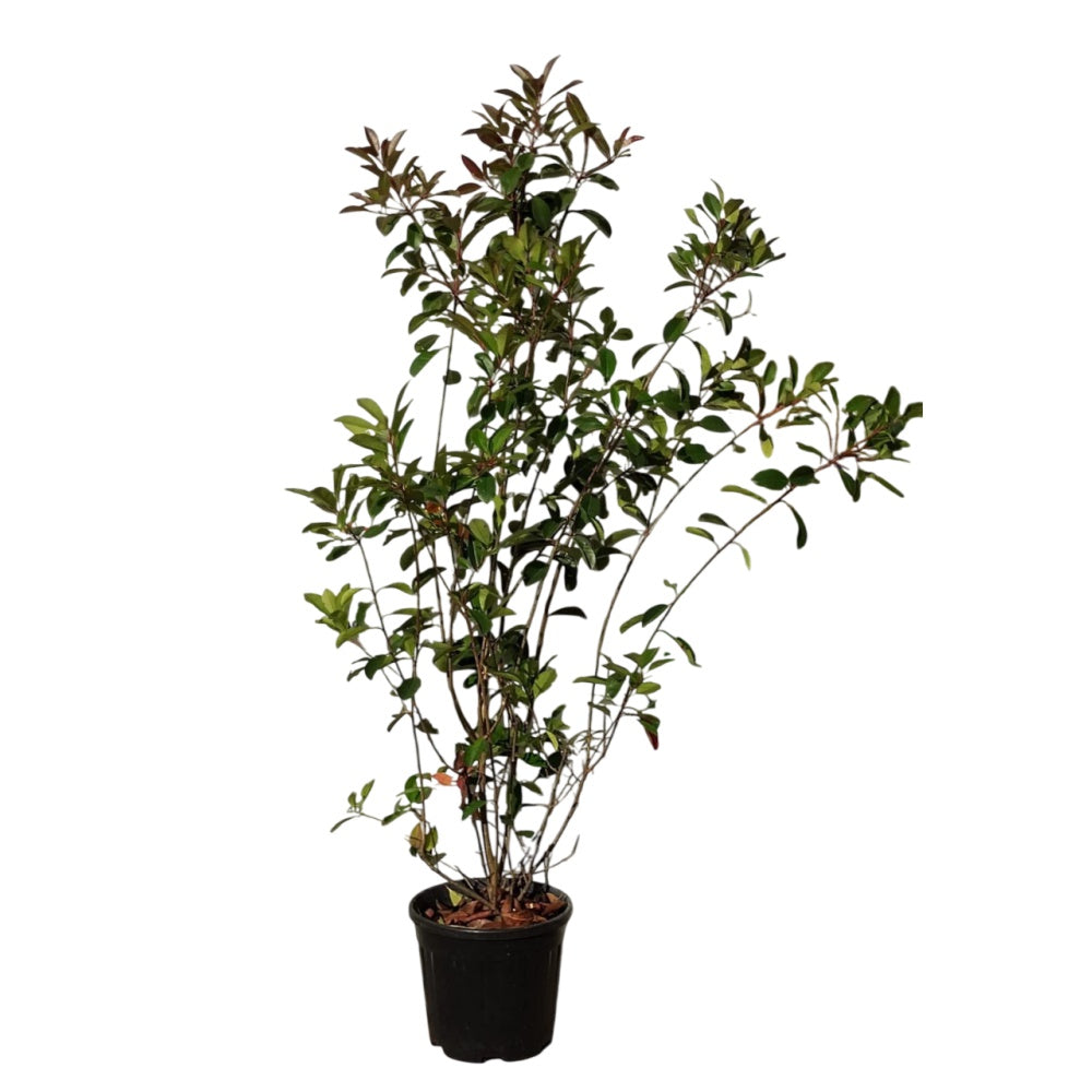 PHOTINIA - Red Robin