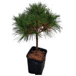 Carica immagine nel visualizzatore Galleria, PINO ALBERELLO - Pinus mugo &#39;Brepo&#39;
