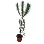 Carica immagine nel visualizzatore Galleria, PINO DA PINOLI - Pinus pinea
