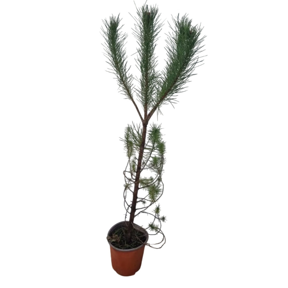 PINO DA PINOLI - Pinus pinea