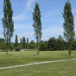 Carica immagine nel visualizzatore Galleria, PIANTA DI POPULUS NIGRA IN VASO 18 CM (foto reale) PIOPPO NERO
