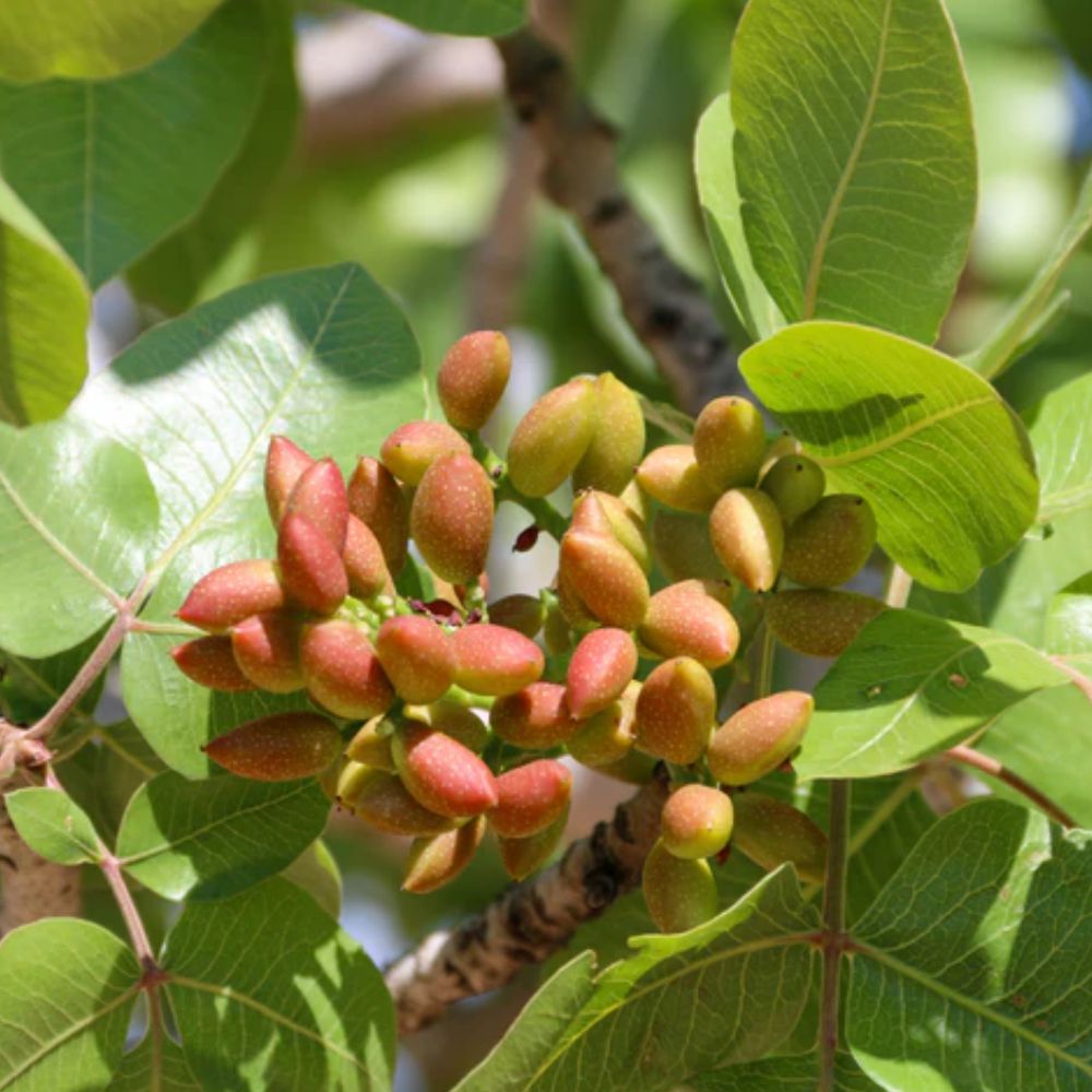 PISTACCHIO - Larnaka su portainnesto UCB1 (femmina)