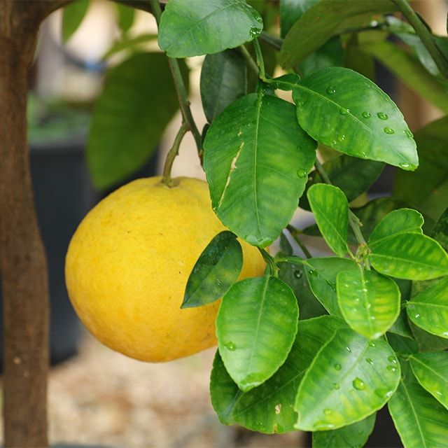 POMPELMO BIANCO/GIALLO – Citrus × paradisi