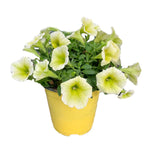 Carica immagine nel visualizzatore Galleria, POTUNIA - Petunia hybrida
