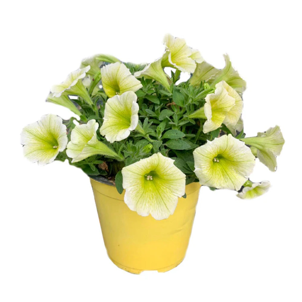 POTUNIA - Petunia hybrida