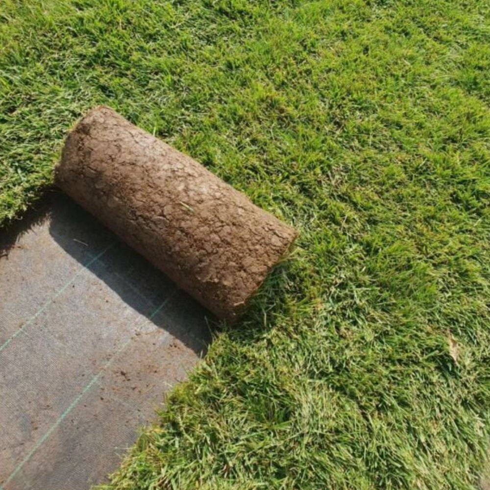 PRATO INGLESE NATURALE A ROTOLI ( festuca + poa )