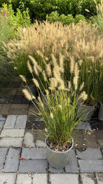 Carica immagine nel visualizzatore Galleria, PENNISETUM ‘GOLD’  V.19