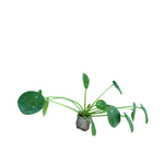 Carica immagine nel visualizzatore Galleria, Peperomioides - Pilea Microphylla (in alveolo)

