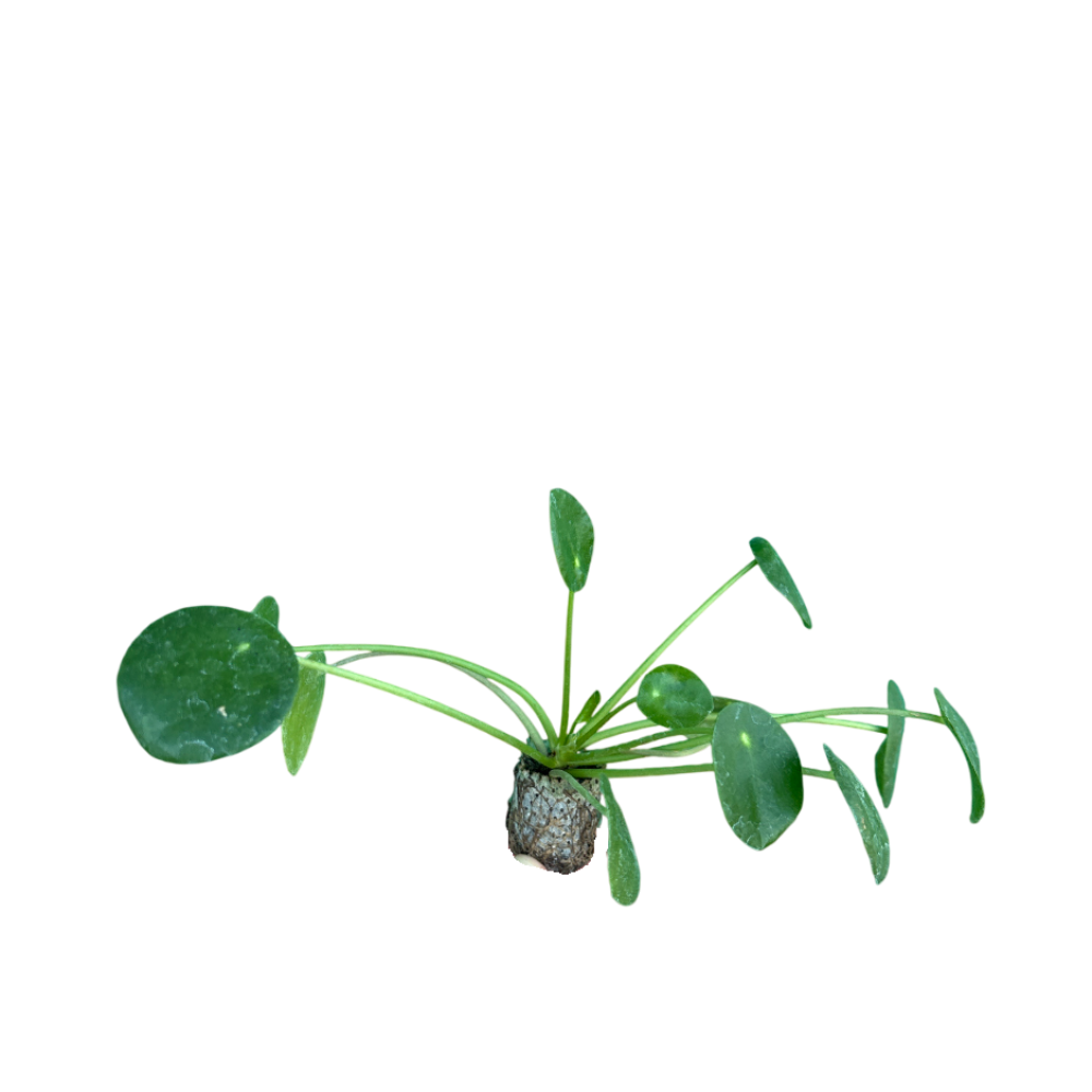 Peperomioides - Pilea Microphylla (in alveolo)