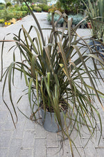 Carica immagine nel visualizzatore Galleria, PHORMIUM PURPERUM V.27