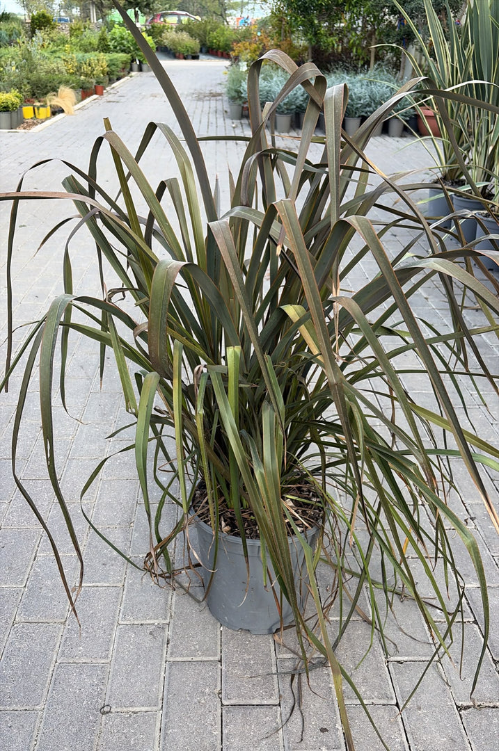 PHORMIUM PURPERUM V.27