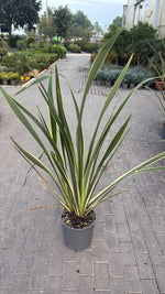 Carica immagine nel visualizzatore Galleria, PHORMIUM VERIEGATUM V.27