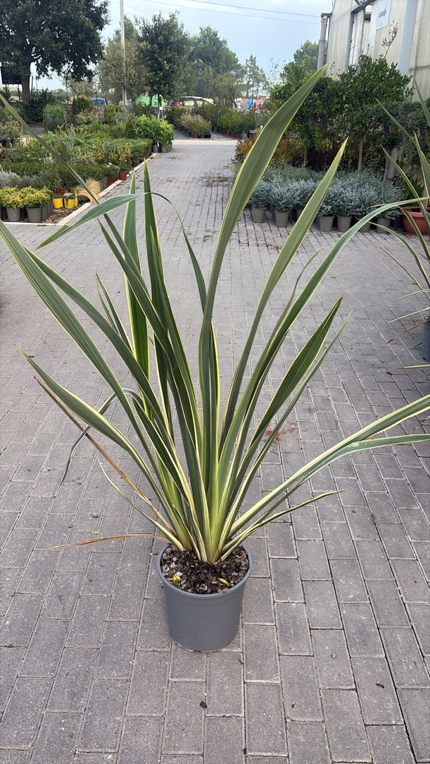 PHORMIUM VERIEGATUM V.27