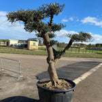 Carica immagine nel visualizzatore Galleria, Albero di Ulivo Bonsai Secolari FOTO REALI ritiro in zona Altamura (BA)
