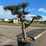 Carica immagine nel visualizzatore Galleria, Albero di Ulivo Bonsai Secolari FOTO REALI ritiro in zona Altamura (BA)
