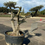 Carica immagine nel visualizzatore Galleria, Albero di Ulivo Bonsai Secolari FOTO REALI ritiro in zona Altamura (BA)
