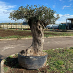 Carica immagine nel visualizzatore Galleria, Albero di Ulivo  Secolare FOTO REALI ritiro in zona Altamura (BA)
