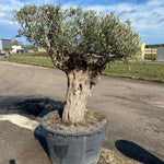 Carica immagine nel visualizzatore Galleria, Albero di Ulivo  Secolare FOTO REALI ritiro in zona Altamura (BA)
