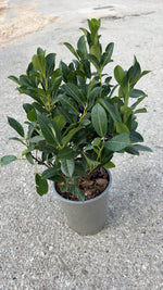 Carica immagine nel visualizzatore Galleria, PRUNUS LAUROCERASUS ‘TITAN V.19’