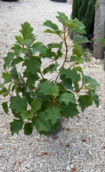 Carica immagine nel visualizzatore Galleria, HYDRANGEA QUERCIFOLIA V.19
