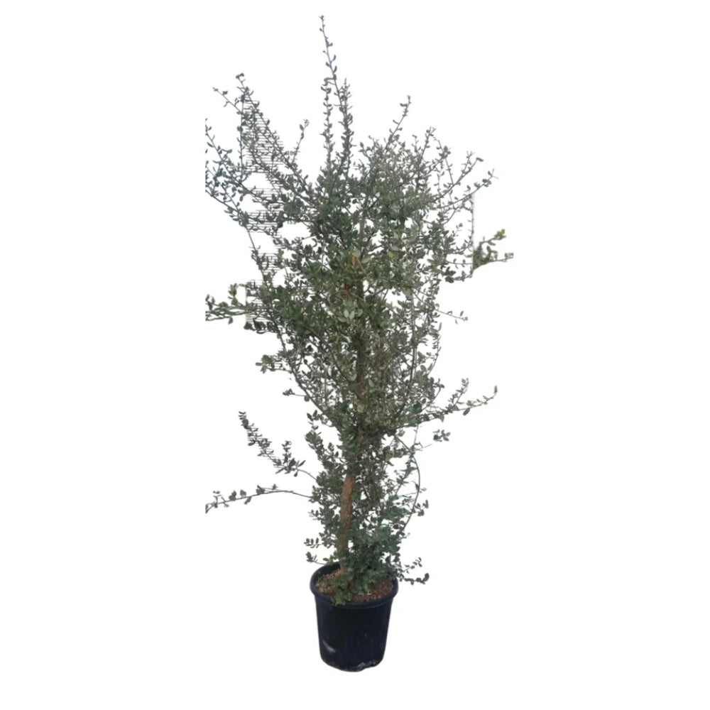 QUERCIA DA SUGHERO - Quercus suber