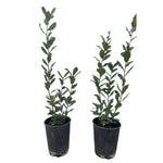 Carica immagine nel visualizzatore Galleria, QUERCIA VALLONEA - Quercus Macrolepis
