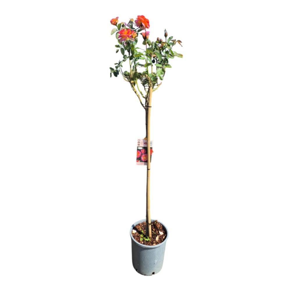 ROSA ALBERELLO BARNI  - Rosa spp. (ibridi Barni a alberello)