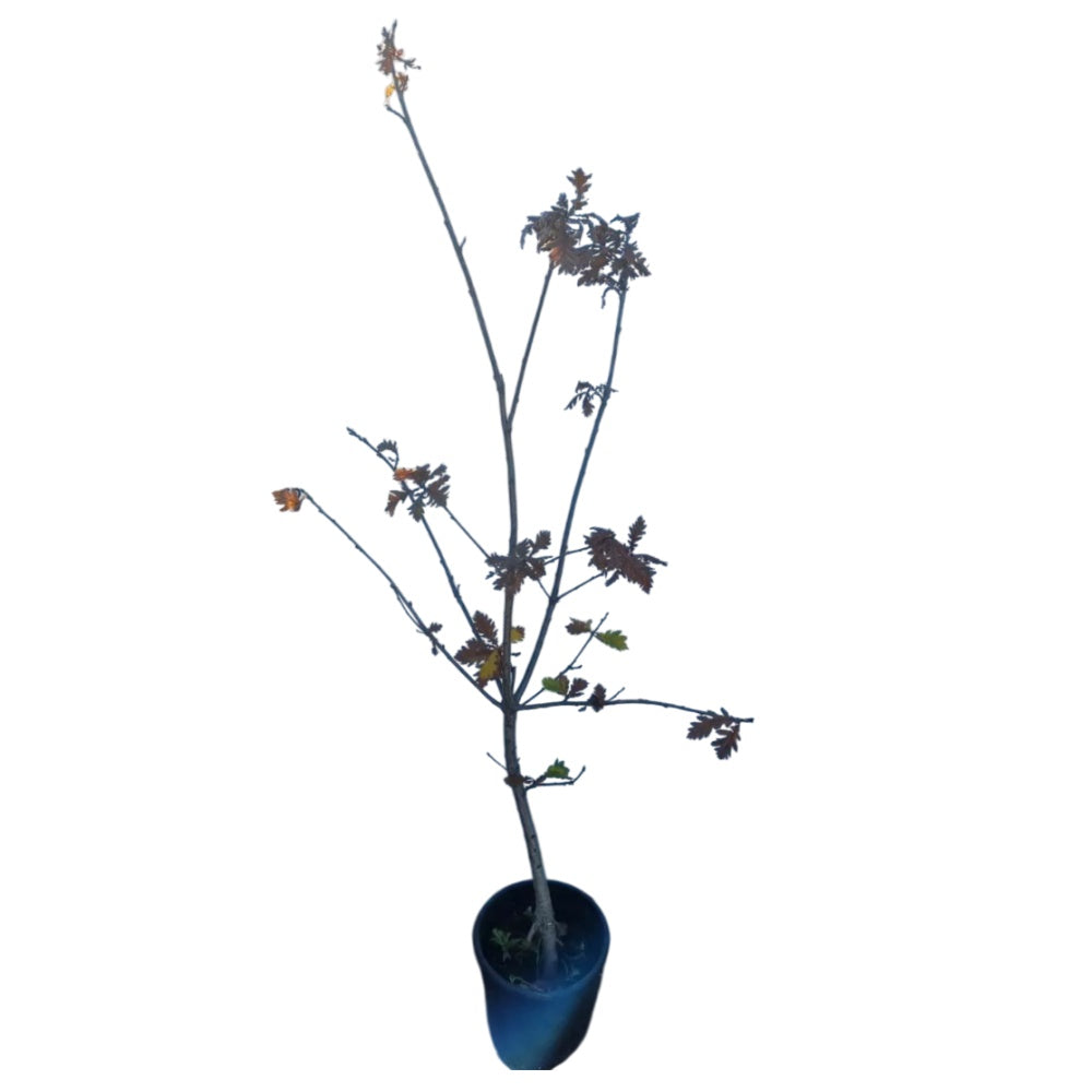 ROVERE - Quercus petraea