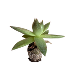 Carica immagine nel visualizzatore Galleria, Rubra - Echeveria Hybrida (in alveolo)
