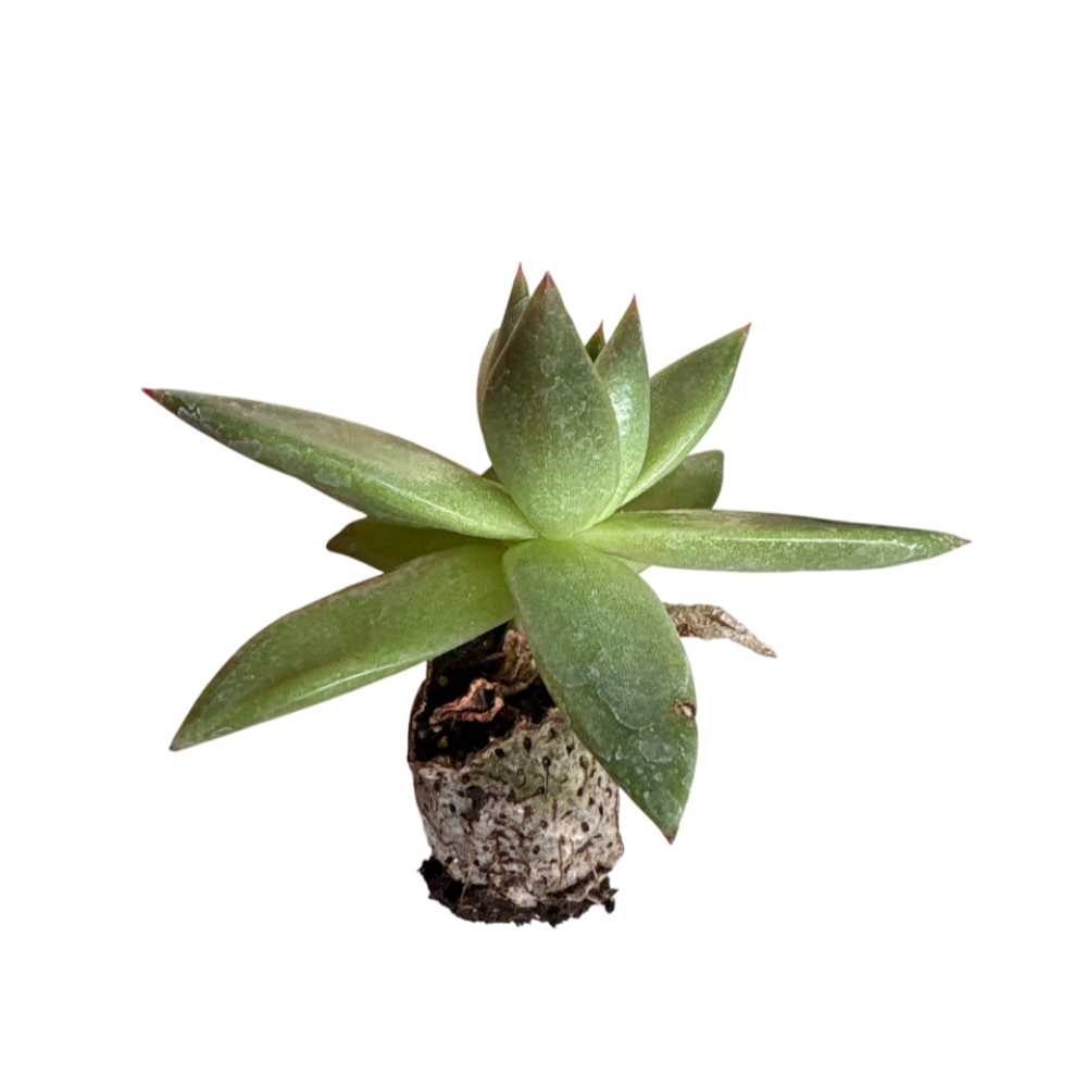 Rubra - Echeveria Hybrida (in alveolo)