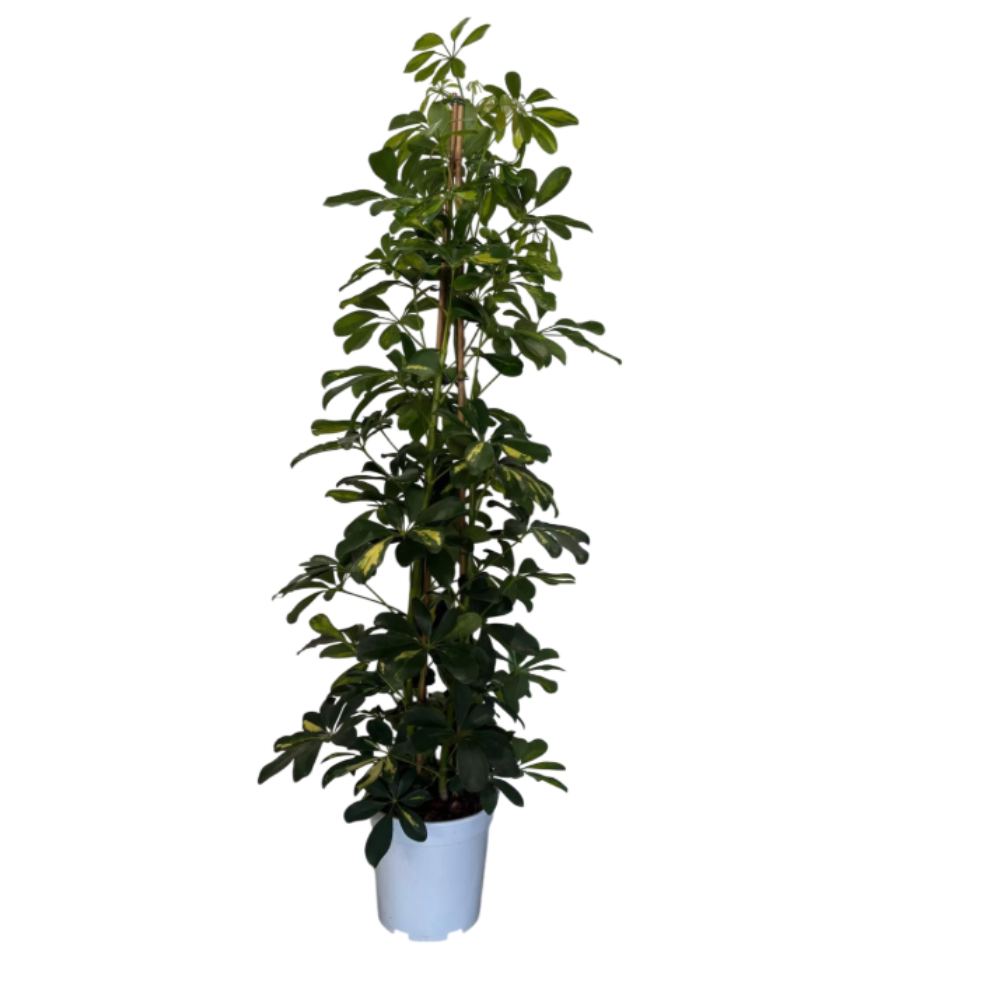 SCHEFFLERA - Schefflera arboricola
