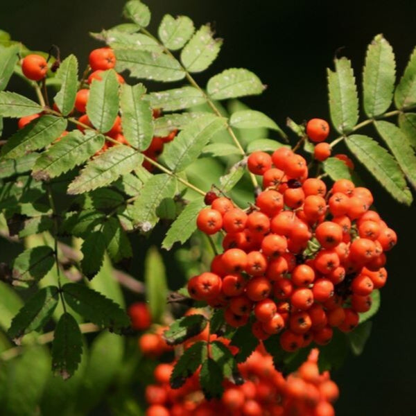PIANTA DI SORBUS AUCUPARIA IN VASO 18 CM (foto reale) SORBO