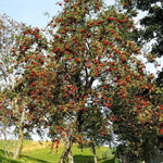 Carica immagine nel visualizzatore Galleria, PIANTA DI SORBUS AUCUPARIA IN VASO 18 CM (foto reale) SORBO
