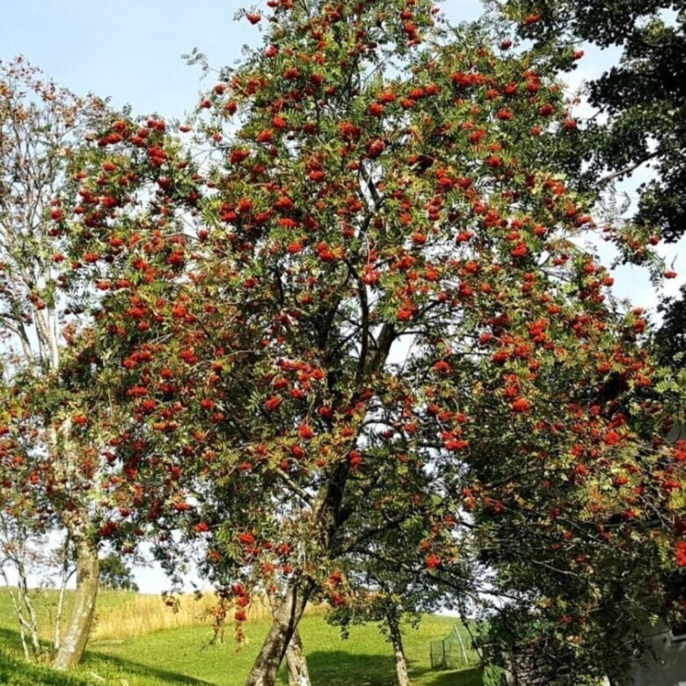 PIANTA DI SORBUS AUCUPARIA IN VASO 18 CM (foto reale) SORBO