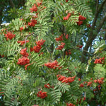 Carica immagine nel visualizzatore Galleria, PIANTA DI SORBUS AUCUPARIA IN VASO 18 CM (foto reale) SORBO
